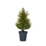 Tree Coniferous